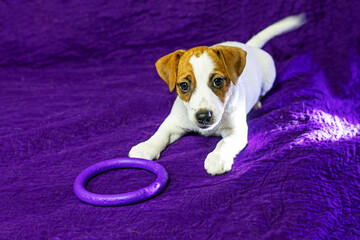 beautiful female puppy with a heart-shaped spot on her face lies on a purple background with a toy. Caring for pets and puppies