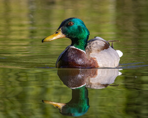 duck on a lake