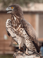 A closeup portrait of a Short toed snake eagle resting in zoo