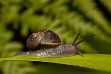 Common Garden Snail on plant leaf
