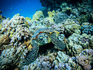 Portrait of an old and huge sea turtle chilling in her coral reef