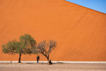 Oryx standing in the dry riverbed under a tree  in front of Dune 40 in the area of the red sand...