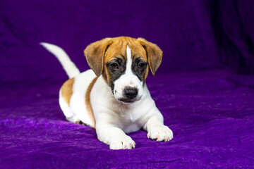 beautiful Jack Russell terrier puppy lies on a purple background. Traveling with puppies and transfer
