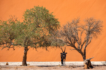 Oryx standing in the dry riverbed under a tree  in front of Dune 40 in the area of the red sand dunes of Sossusvlei in the Namib Nauklft National Park in Namibia