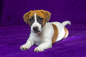beautiful Jack Russell terrier puppy lies on a purple background. Traveling with puppies and transfer