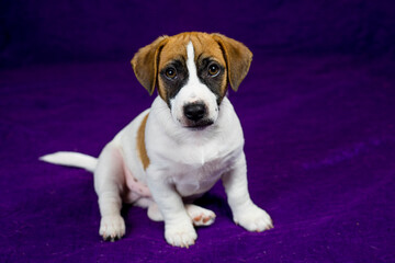 cute Jack Russell Terrier puppy sits on a purple background nearby. Traveling with puppies and pets
