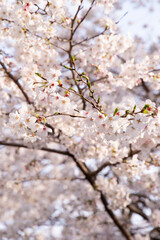 Obraz premium 桜9
