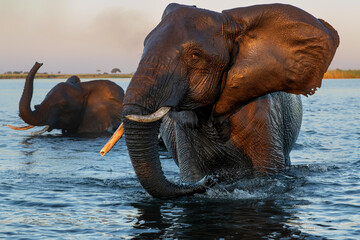 Close encounter with Elephants crossing the Chobe river between Namibia and Botswana in the late afternoon seen from a boat.