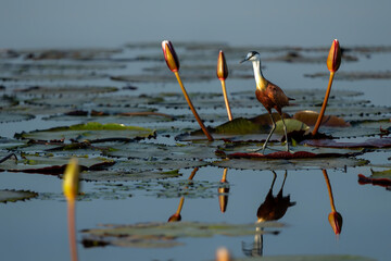 African Jacana (Actophilornis africanus) wading between a field of Water Lilies in a cove in the Chobe river between Namibia and Botswana - obrazy, fototapety, plakaty