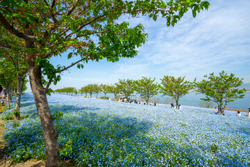 Fototapete bei efototapeten.de bestellen   