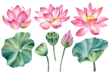 A large set of lotus flowers. Hand-painted watercolor illustration of a tropical pink water lily and green leaves. A botanical drawing. A bundle of water lilies for clipart, spa.