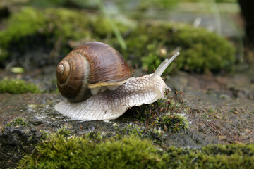 snail on a leaf
