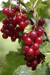 red currant berries