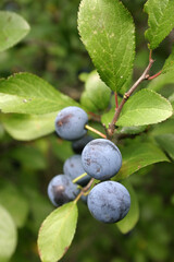 Prunus spinosa