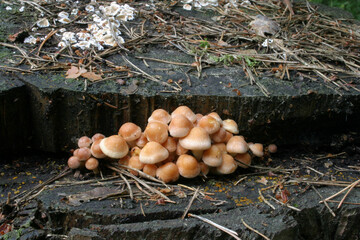 mushrooms in the forest