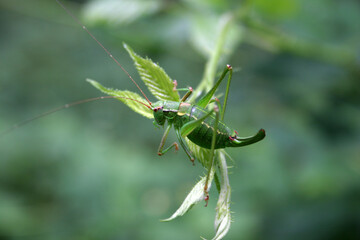 green grasshopper on a leaf