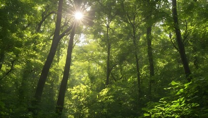 A dense canopy of leaves blocking out the sunlight