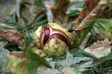 horse chestnut