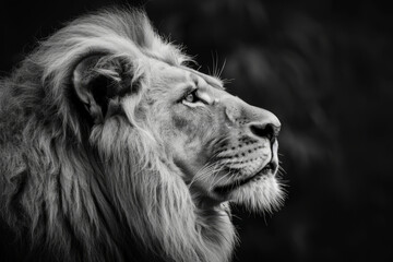 Fototapeta premium A stunning black and white portrait capturing the essence of a Lion.