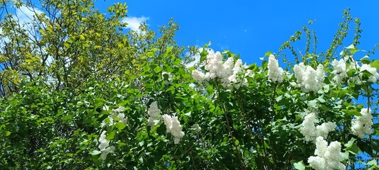 White lilac bush and green walnut branches against a blue sky.
