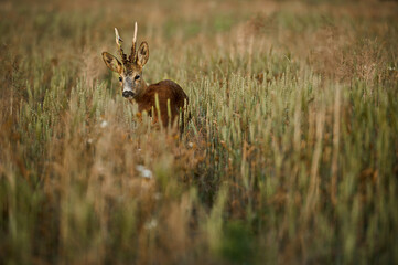 A stag with imposing antlers standing amidst a field of immature wheat