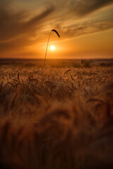 A single ear of rye in a barley field at sunset in a picturesque setting