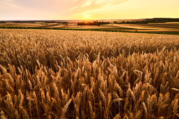 Ripe wheat field on high ground; agricultural landscape in the valley at sunset