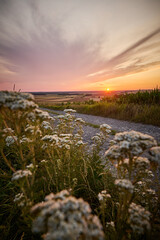 The entrance is a dirt road between fields of ripe cereals, along which there is a flowering yarrow...