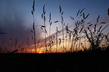 Blades of dry grass against the background of the colorful sky during sunset between fields of...