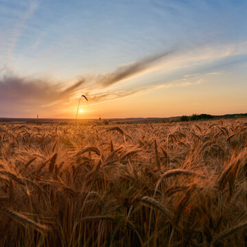 A single ear of rye sticking out above a grain field with the setting sun in the background