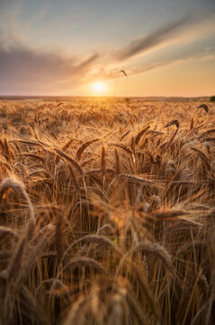 Ripe ears of barley against the background of the setting sun in an organic field
