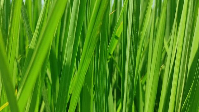 Green rice leaves (oryza sativa)