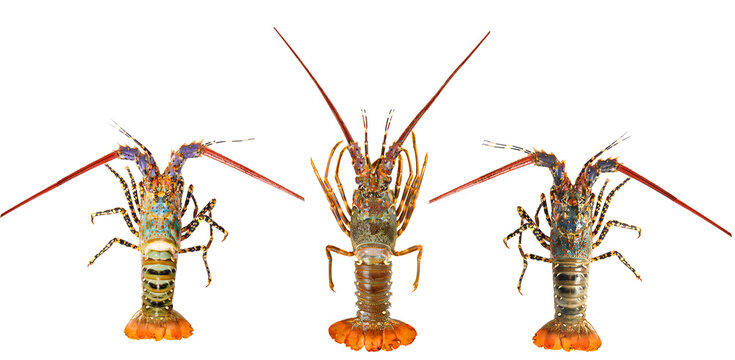 Seafood Australian Boston lobster photo element png format easy to use