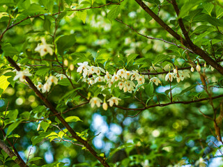 花咲くエゴノキ