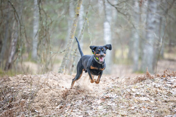 Lithuanian Hounds Dog is Running in the Forest