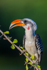 Yellow-billed Eagle, Kruger National Park, South Africa, Africa (Tockus leucomelas), hornbill