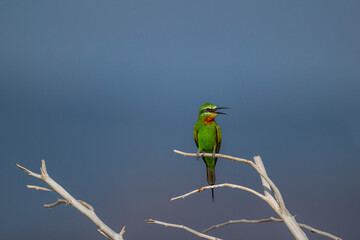Blue-cheeked Bee-eater, green bee-eater (Meops persicus)