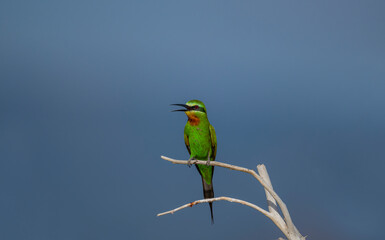 Blue-cheeked Bee-eater, green bee-eater (Meops persicus)