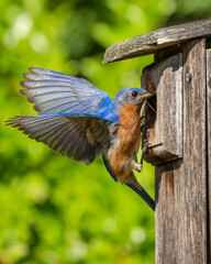 Male Bluebird near birdhouse