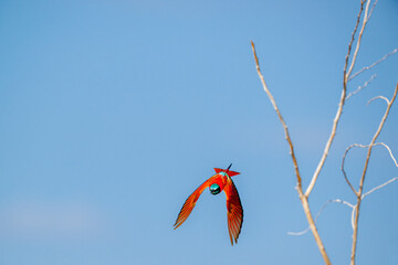 The northern carmine bee-eater (Merops nubicus) is a brightly colored bird belonging to the...