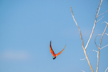 The northern carmine bee-eater (Merops nubicus) is a brightly colored bird belonging to the...