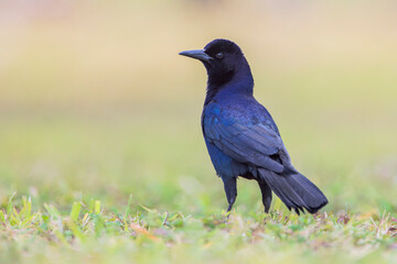 Boat-tailed grackle (Quiscalus major) standing in grass, Lake Parker, Florida, USA