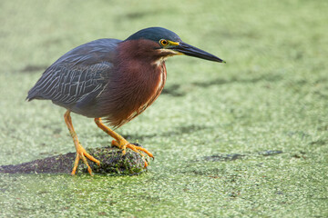 Green Heron (Butorides virescens) perched on log, Circle B Bar Reserve, Florida, USA