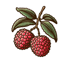 Lychee Fruit hand drawn vector illustration