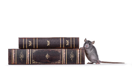 Cute little blue rat standing beside stacked old books. Looking curious towards camera. Isolated on...