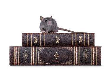 Cute little blue rat walking over stacked old books towards camera. Isolated on a white background.