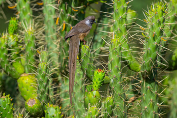 Speckled Mousebird or Colius striatus Amboseli Kenya