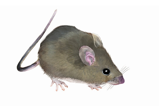 Little wood mouse ((Apodemus sylvaticus) painted in watercolor style