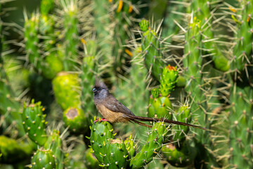 Speckled Mousebird or Colius striatus Amboseli Kenya