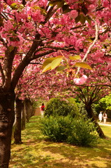 japanese garden in spring